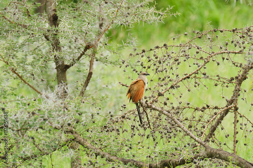 White-Browed Coucal (Centropus superciliosus) in a tree photo