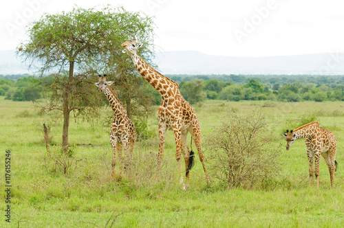 Closeup of Masai Giraffe (Giraffa camelopardalis tippelskirchi or 