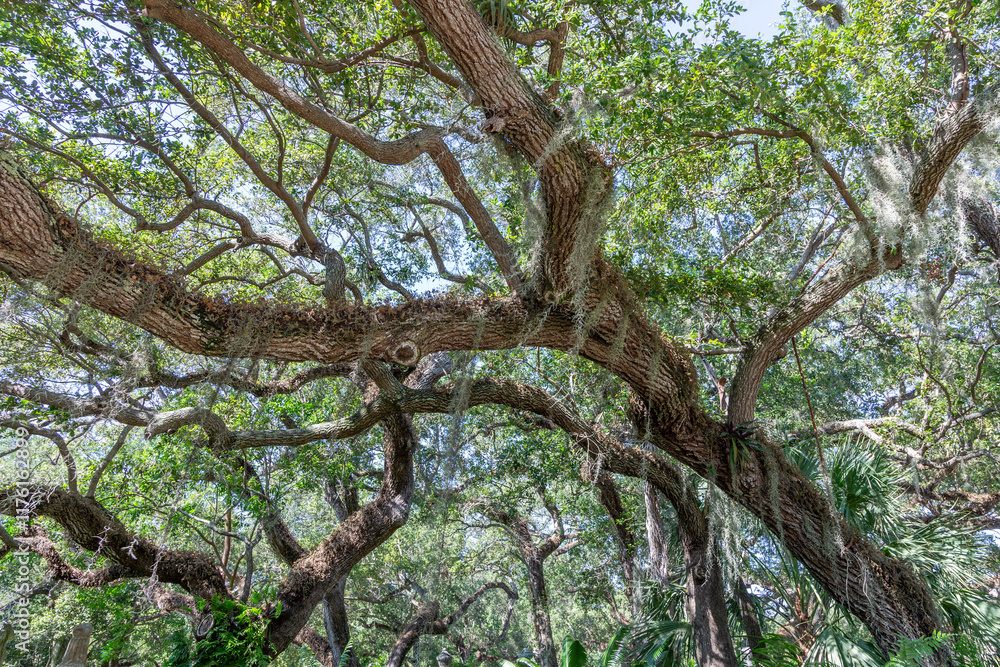 widerness in the garden of Vizcaya villa with mangroves and trees in swamp area, Miami widerness in the garden of Vizcaya villa with mangroves and trees in swamp area, Miami