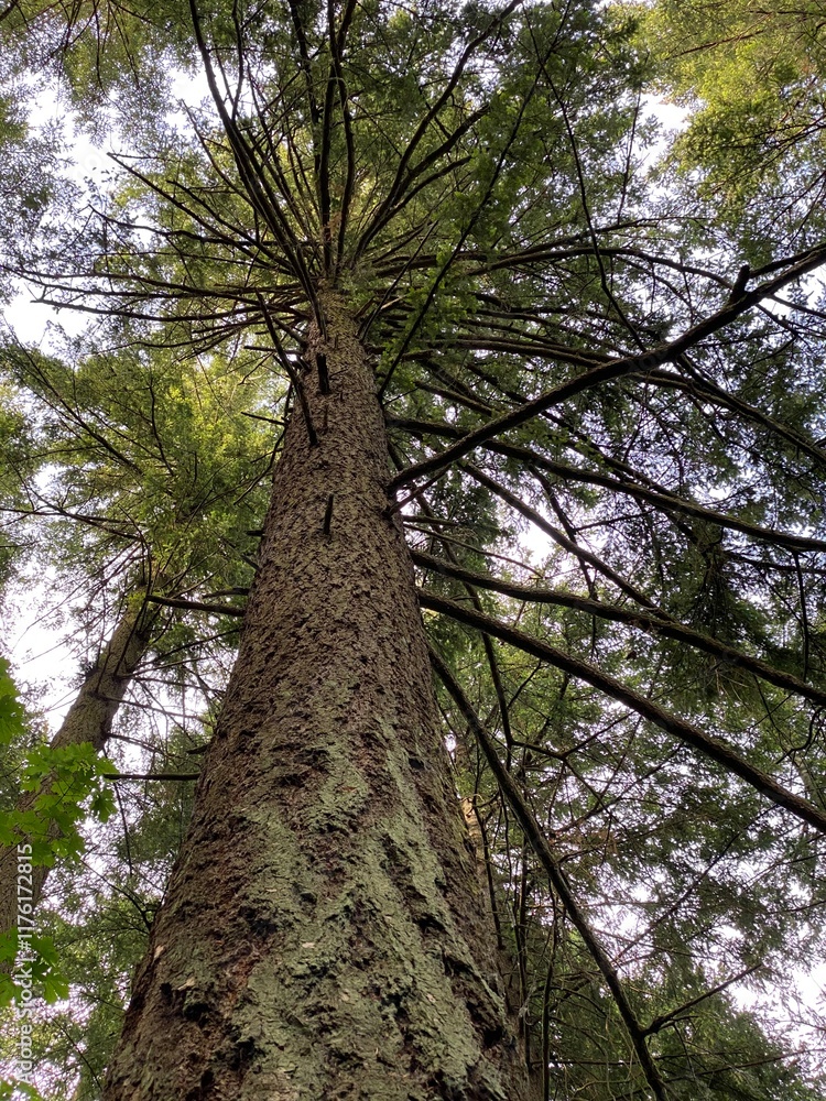 Fototapeta premium Standing tall, a large evergreen tree looking straight up the trunk to the branches spreading far above_20200524_2819.