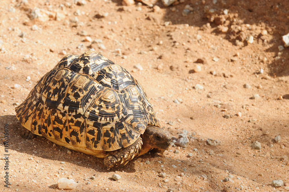 Closeup of Leopard tortoise (scientific name: Testudo pardalis, or Closeup of Leopard tortoise (scientific name: Testudo pardalis, or