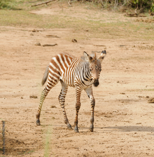 Foto Burchell's Zebra or Boehm's zebra (scientific name: Equus burchelli,  or Punda