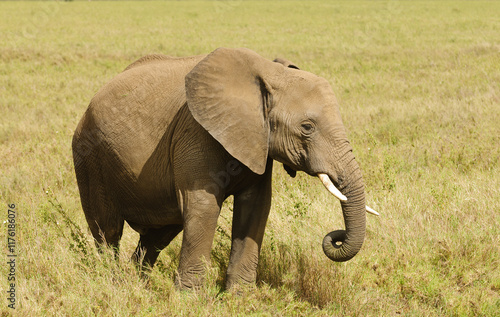 Closeup of African Elephant (scientific name: Loxodonta africana, or 