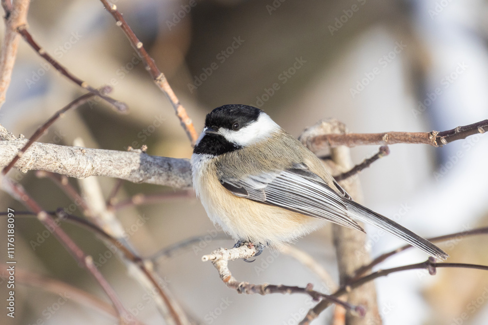 Obraz premium black-capped chickadee (Poecile atricapillus) in winter