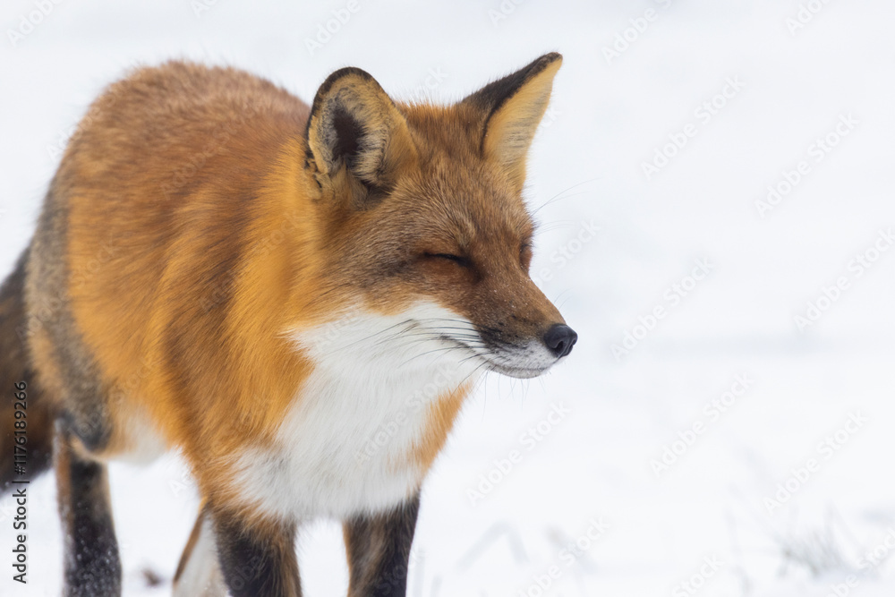 Fototapeta premium Red fox in harsh Canadian winter