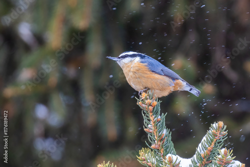 red-breasted nuthatch (Sitta canadensis) in winter photo