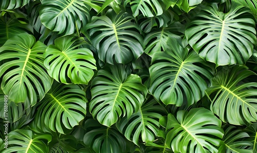 A lush arrangement of vibrant green monstera leaves creating a dense, tropical foliage texture, perfect for natural and botanical themes.
