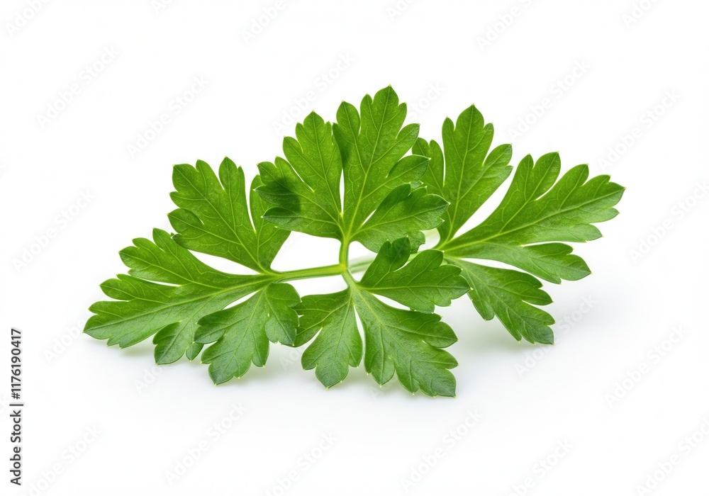 Fresh green parsley leaves on white background Fresh green parsley leaves on white background