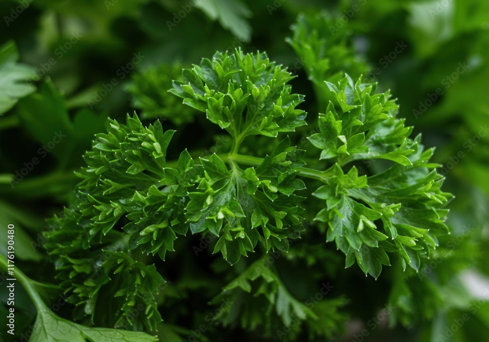 Fresh curly parsley leaves close-up in vibrant green garden setting Fresh curly parsley leaves close-up in vibrant green garden setting