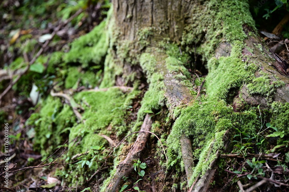 A close-up shot of moss-covered buttress roots along a forest hiking trail. The rich organic matter in the tree bark crevices supports the thriving growth of Thuidium delicatulum moss. A close-up shot of moss-covered buttress roots along a forest hiking trail. The rich organic matter in the tree bark crevices supports the thriving growth of Thuidium delicatulum moss.