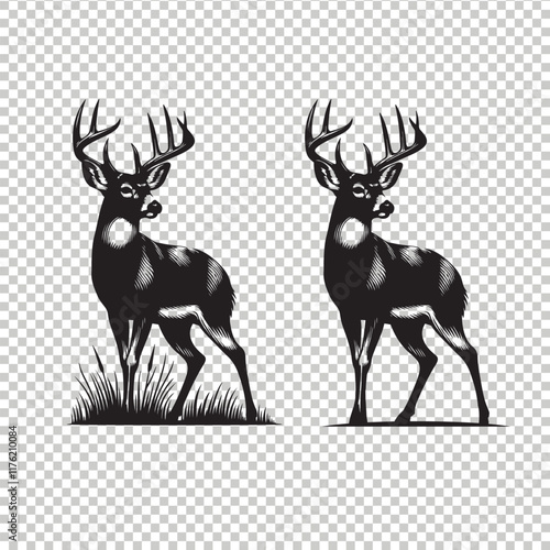 Whitetail deer vector