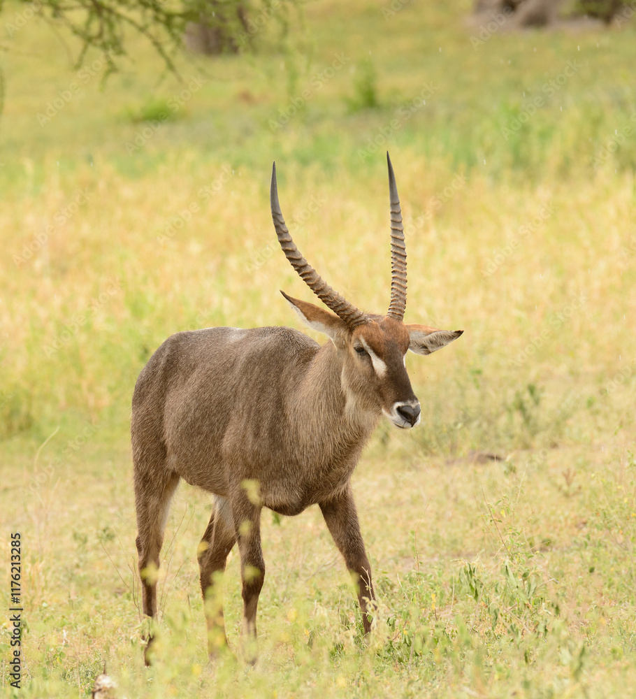 Closeup of Waterbuck (scientific name: Kobus ellipsiprymnus, or Closeup of Waterbuck (scientific name: Kobus ellipsiprymnus, or