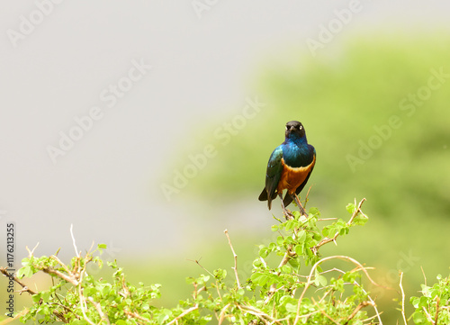 Superb Starling (Lamprotornis superbus) in Tarangire National Park. photo