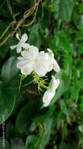 Experience the tranquil beauty of blooming white jasmine flowers nestled in vibrant green leaves. Perfect for nature, garden, or floral designs, these images radiate calm elegance