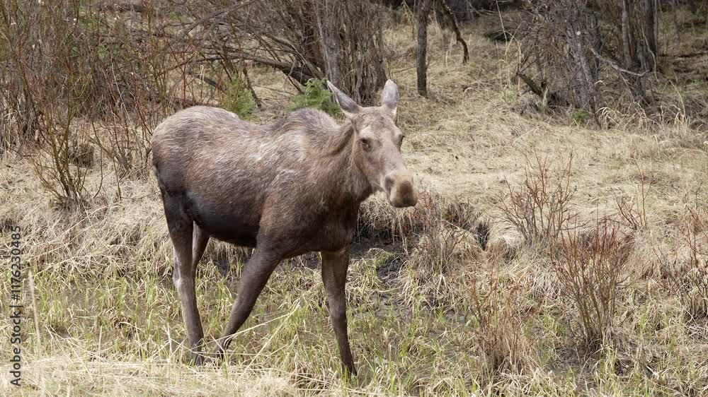 Female Moose drinking water from a shallow stream in the forest. Female Moose drinking water from a shallow stream in the forest.