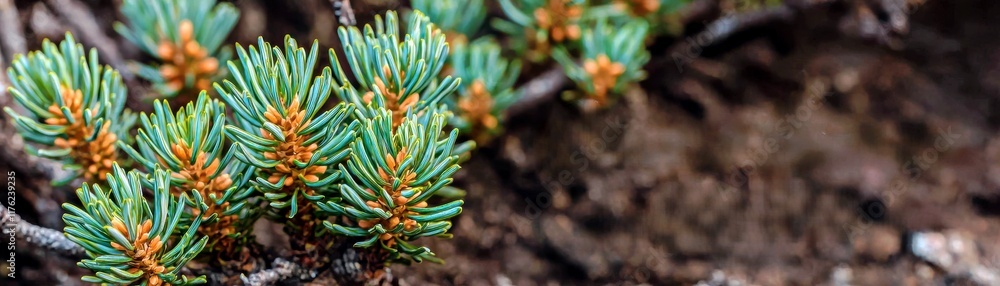Close-up of Fresh Green Pine Needles with Vibrant Tips Against a Natural Background Highlighting Nature's Beauty and Delicate Details in a Forest Environment Close-up of Fresh Green Pine Needles with Vibrant Tips Against a Natural Background Highlighting Nature's Beauty and Delicate Details in a Forest Environment
