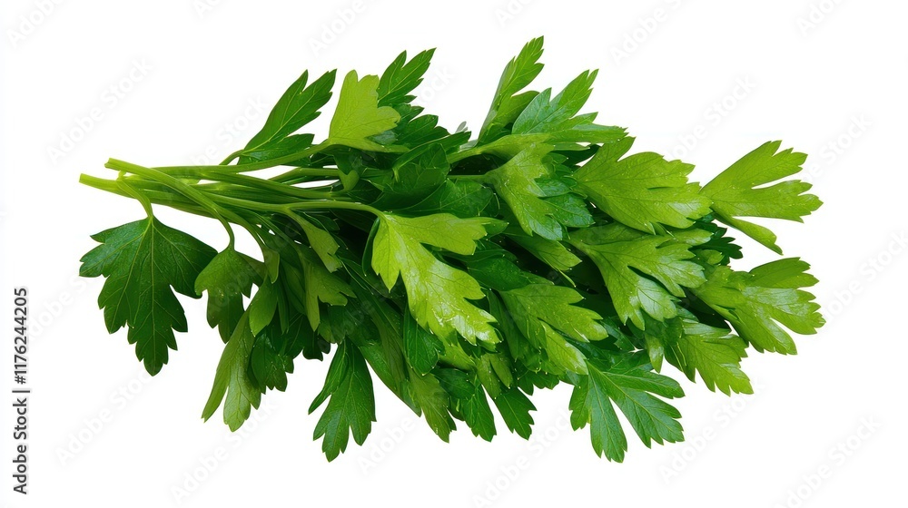 A fresh bunch of green parsley on a white background. A fresh bunch of green parsley on a white background.