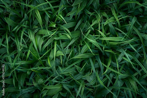  Fresh green grass top view in daytime outdoors. Detailed photo textured background