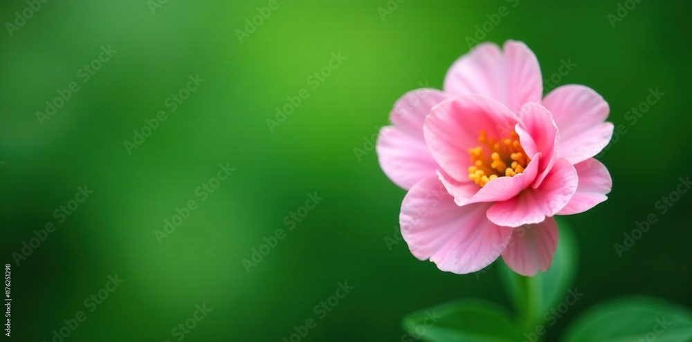 Soft petal delicate bloom on velvety green background, garden, flowers, blossom Soft petal delicate bloom on velvety green background, garden, flowers, blossom