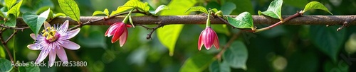 Passion flower vines crawling up a trellis in La Mortella garden Ischia, botanicalart, gardenfeature photo