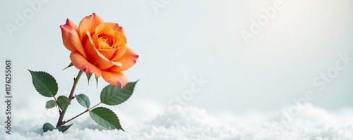 Single stem of orange rose amidst a snowy white space, orange, isolated, bloom