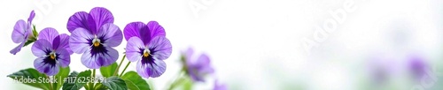 Pansy violet flowers on a lush green stem against a pristine white background, pansy, violet