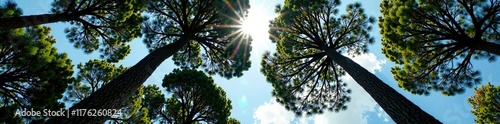 Towering araucaria branches stretch towards the sky, foliage, isolation