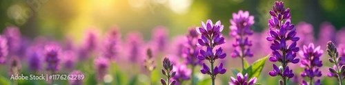 A field of purple aubretia flowers swaying in the breeze, spring, flower