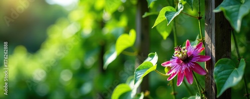 Passion flower vines crawling up a trellis in the garden, overgrowth, naturalgrowth, trellis photo