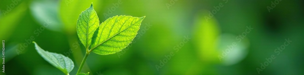 Lush green leaf on a stem in a garden at summer, leaf, garden, plant Lush green leaf on a stem in a garden at summer, leaf, garden, plant