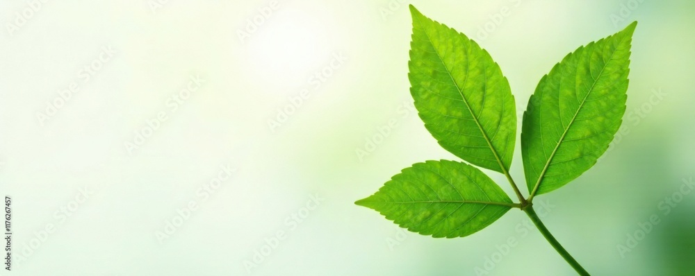 Single green tangerine leaf against a soft white background with subtle gradient effect, foliage, garden