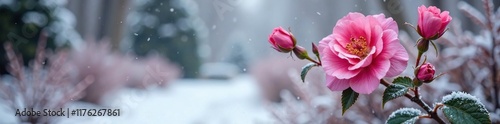 Pink flower bush in icy garden with bare branches and snow, flower, blossom