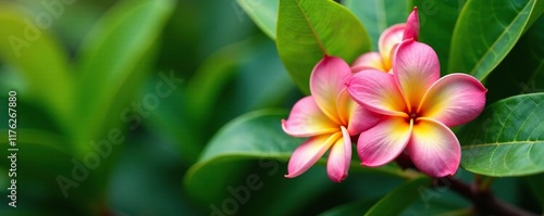 Wallpaper Mural Plumeria frangipani in full bloom with green leaves, blooms, bloom Torontodigital.ca