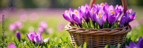 purple crocus blooms in a woven wicker basket, flowers, colorful, field photo