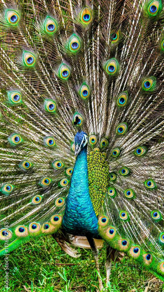 Obraz premium Majestic and mesmerizing Peacock (Pavo cristatus) showcasing its vibrant, iridescent tail feathers in a dazzling display to captivate potential mates