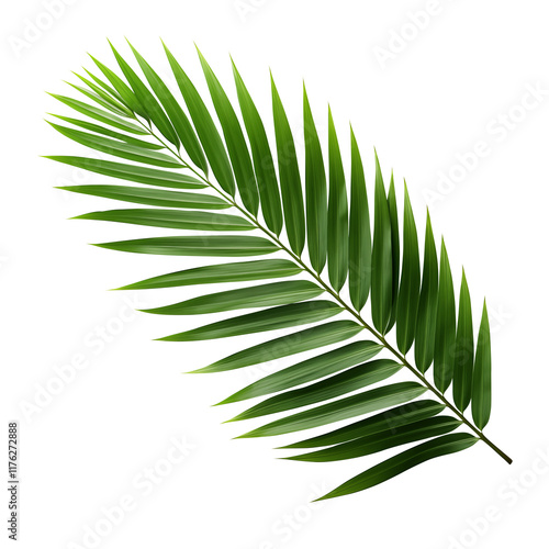 Coconut leaves on a transparent background