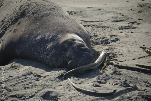 elephant seal on the beach 