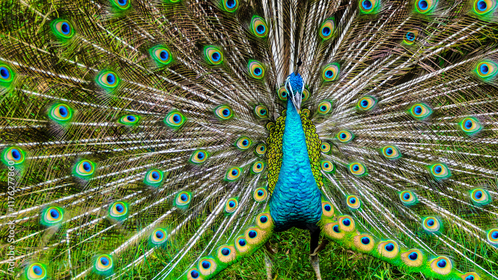 Obraz premium Majestic and mesmerizing Peacock (Pavo cristatus) showcasing its vibrant, iridescent tail feathers in a dazzling display to captivate potential mates