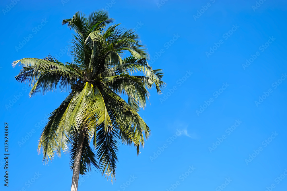 Fototapeta premium Beautiful nature coconut palm tree, blue sky background