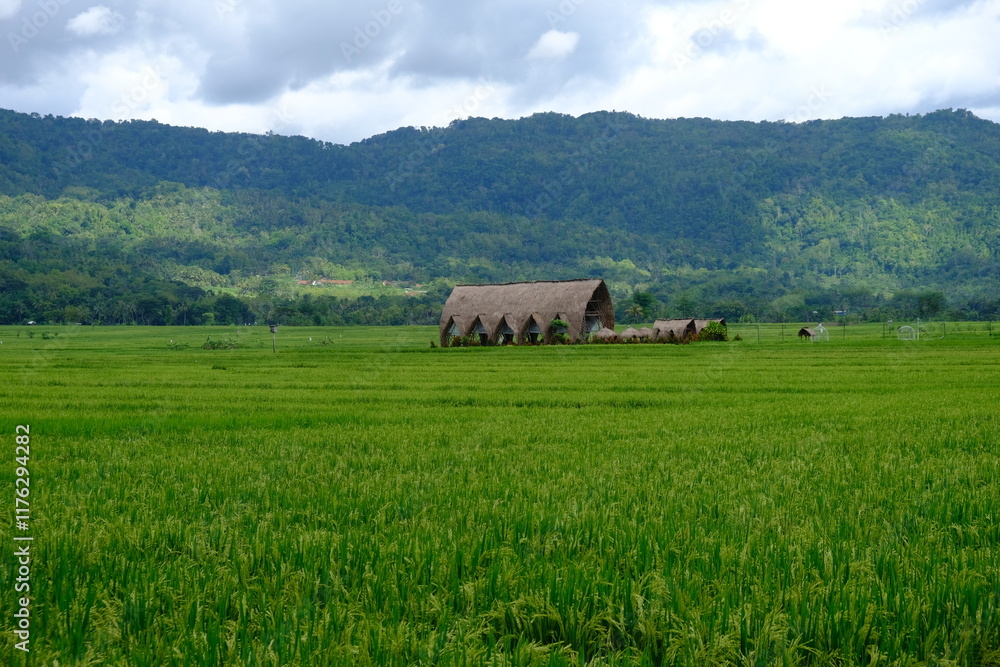 green rice fields with lush green mountains. rice fields in tropical areas. green rice fields with lush green mountains. rice fields in tropical areas.