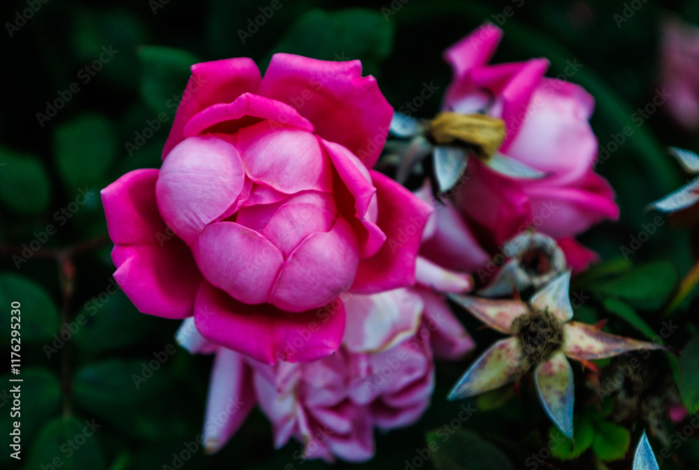 Fototapeta premium Flowers in bloom