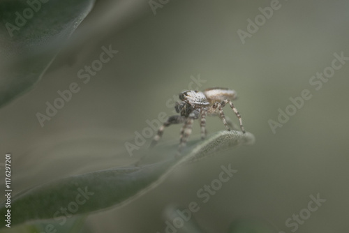 Camo Spider