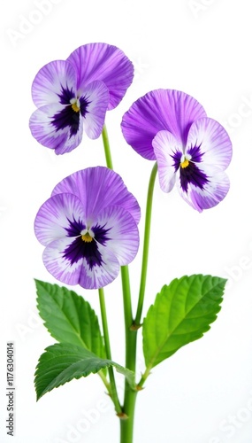 Delicate pansy violet flowers on green leaves against a pure white background, nature, white, botanical