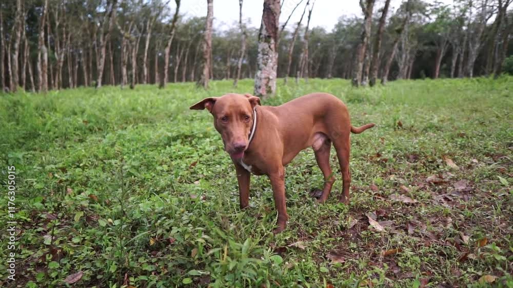 a red nose pitbull playing around plantation. a red nose pitbull playing around plantation.