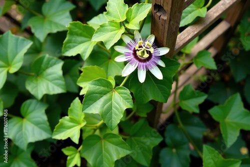 Overhead shot of a passion flower vine crawling up a trellis in the garden, foliage, garden, vine photo