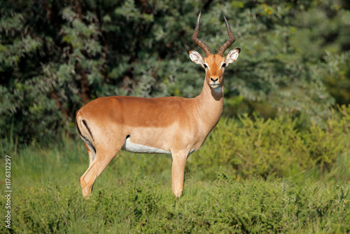 A male impala antelope (Aepyceros melampus) in natural habitat, South Africa.