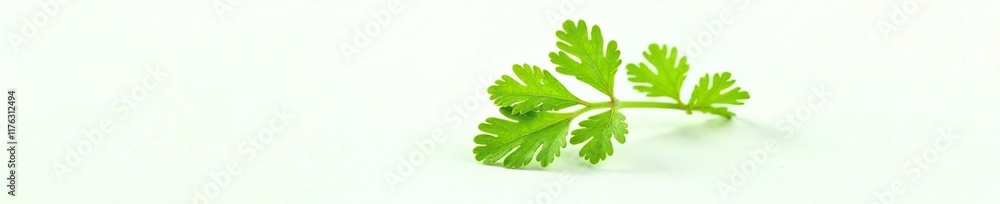 Single parsley leaf with veins and ridges against white background, herb, greenery, foliage Single parsley leaf with veins and ridges against white background, herb, greenery, foliage
