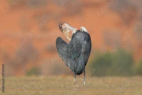 A marabou stork (Leptoptilos crumeniferus) in natural habitat, Chobe National Park, Botswana. photo