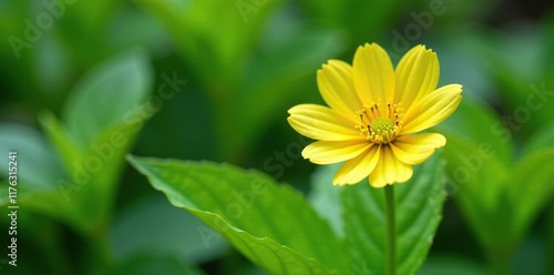 Single Green Homalomena flower in a garden bed, plants, details, nature photo