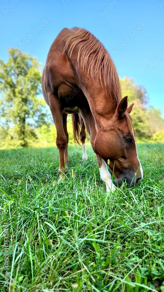 Fototapeta premium horse eating grass